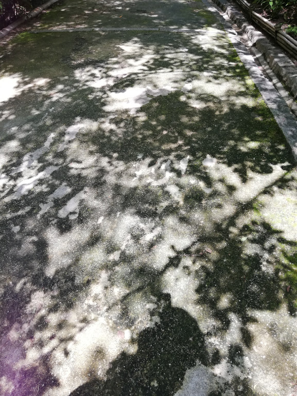 白鳥庭園　木漏れ日3