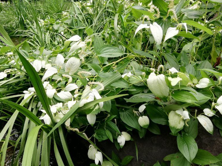 白鳥庭園　植物2